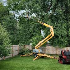 Trusted Blue Island, IL Tree Care Experts