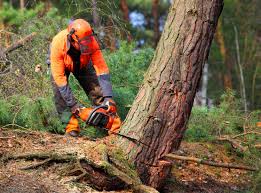 Best Tree Risk Assessment  in Blue Island, IL