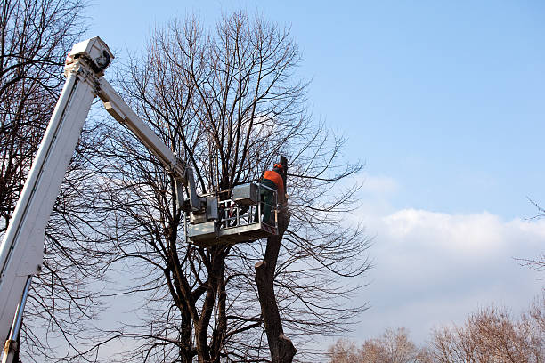 Best Tree Health Inspection  in Blue Island, IL